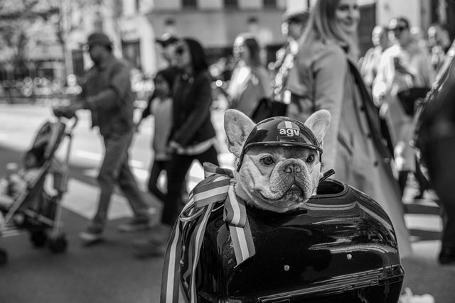 A New York parade photograph by Steve Simon