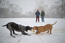 May 4-8, 2026: Steve Simon & David Brommer: Passionate Street & United Nations New York City Spring Workshop