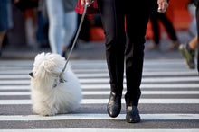 June 19-21, 2026: The Mermaid Parade Street Photography Workshop — NYC with Steve Simon