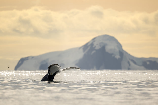A photograph from the original Antarctic expedition collection