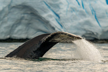 (6 Spots Left) February 15-27, 2028 Antarctica For Photographers  with Steve Simon and Soichi Hayashi