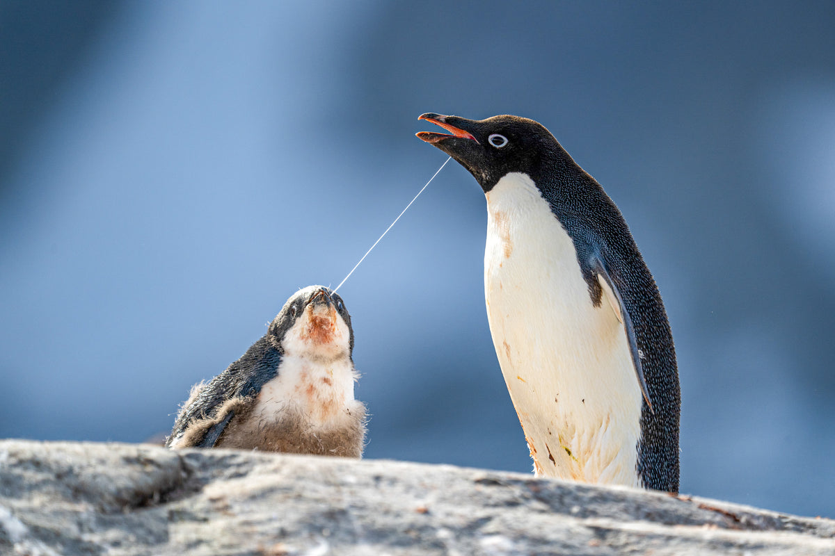 Antarctic wildlife from the original expedition collection