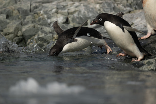 A photograph from the original Antarctic expedition collection