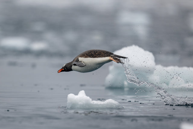 A photograph from the original Antarctic expedition collection