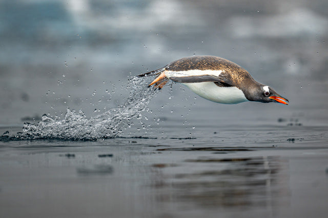 A photograph retained from the original Antarctica workshop listing
