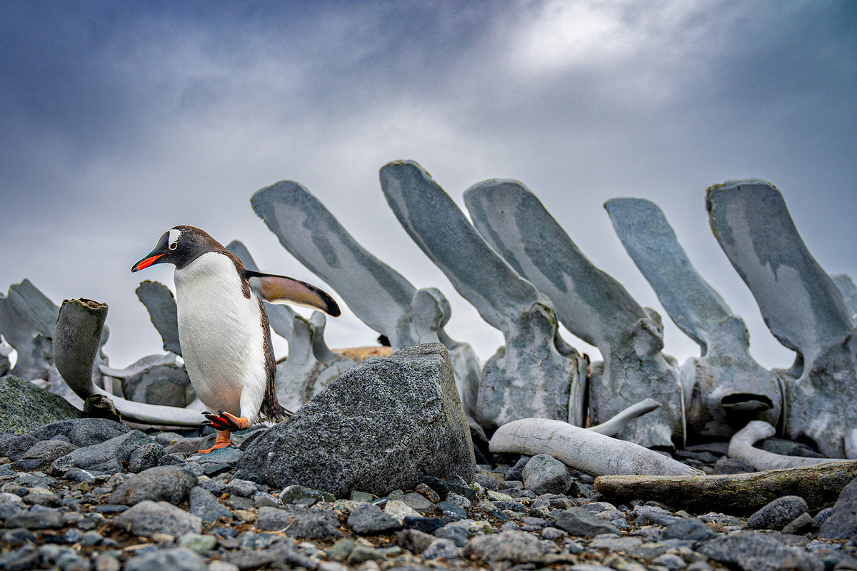An Antarctic expedition photograph retained from the original listing