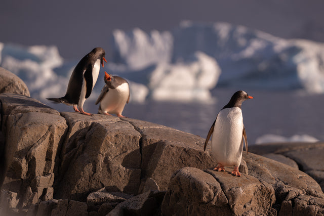 A photograph from the original Antarctic expedition collection