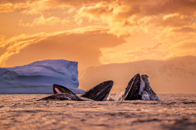 A photograph retained from the original Antarctica workshop listing