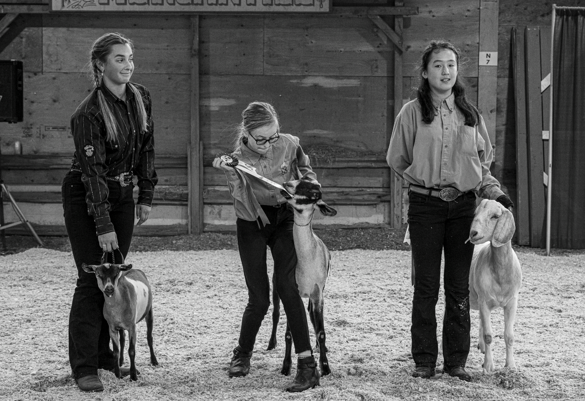 Black-and-white photograph of three young exhibitors with goats; the person in the middle holds a ribbon.