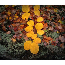 Maine Fall Foliage and Acadia National Park Workshop with John Paul Caponigro
