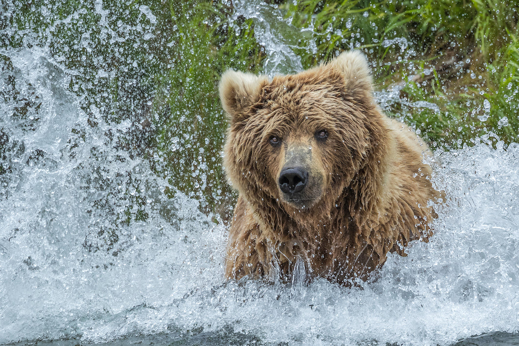 Exclusive Katmai Alaska Workshop with Gavriel Jecan