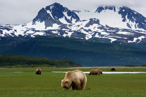 Exclusive Katmai Alaska Workshop with Gavriel Jecan