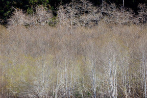 Lake Quinault Photography Retreat with Art Wolfe