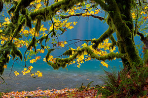 Lake Quinault Photography Retreat with Art Wolfe