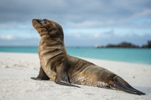 Galapagos Photo Adventure 2018 with Mike Hagen