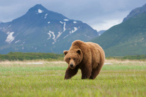 Exclusive Katmai Alaska Workshop with Gavriel Jecan